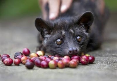 kopi luwak kahvesi misk kedisi